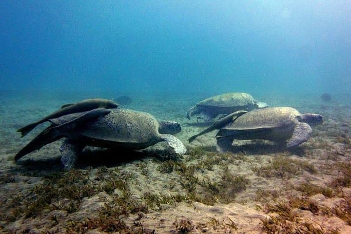 Full-Day Snorkel at Abu Dabbab Beach from Hurghada — Turtles & Dugongs photo 2