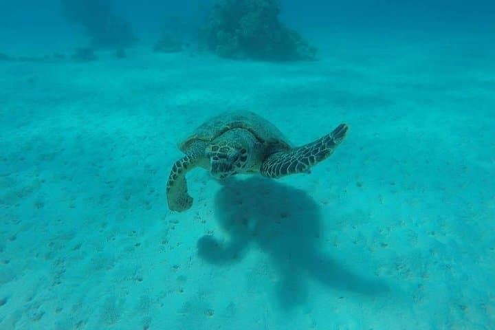 Full-Day Snorkel at Abu Dabbab Beach from Hurghada — Turtles & Dugongs photo 3