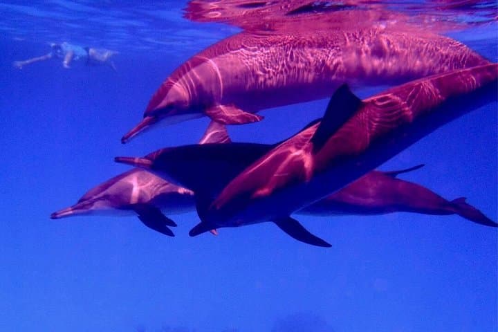Full-Day Snorkel at Abu Dabbab Beach from Hurghada — Turtles & Dugongs photo 5