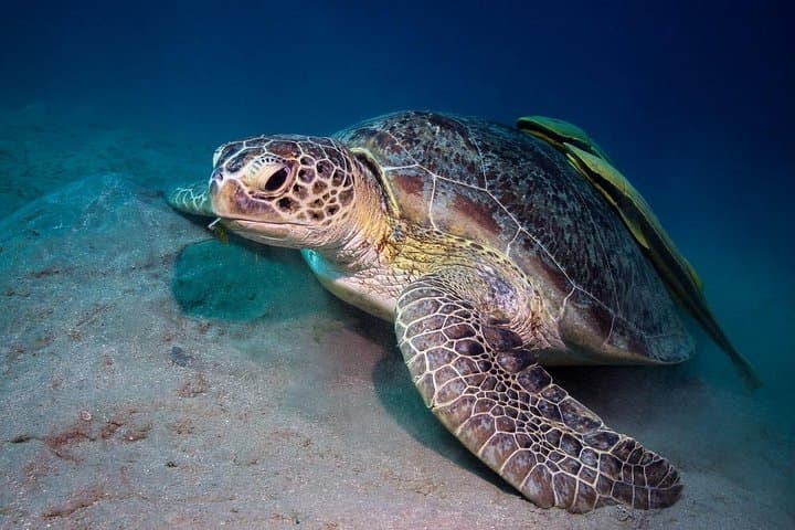 Full-Day Snorkel at Abu Dabbab Beach from Hurghada — Turtles & Dugongs photo 6