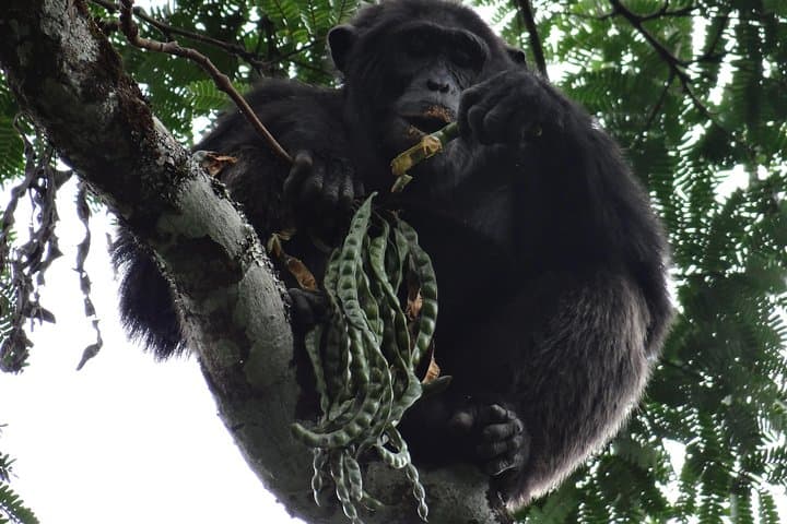Budongo Forest Chimpanzee Tracking — Kaniyo Pabidi Day Trip from Masindi photo 5