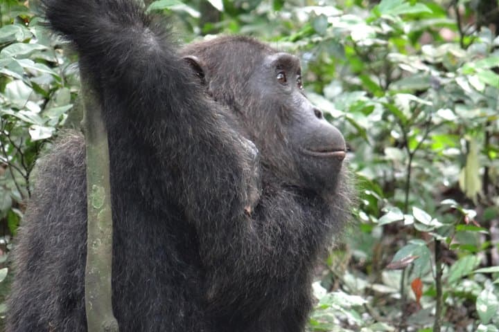 Budongo Forest Chimpanzee Tracking — Kaniyo Pabidi Day Trip from Masindi photo 6