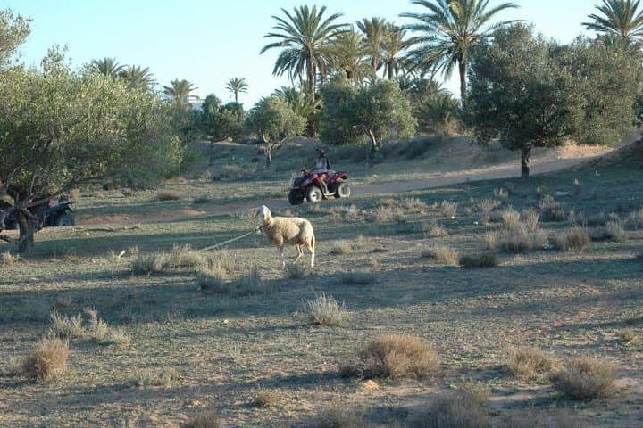 Djerba Quad Bike Adventure: Forest Trails to the Blue Lagoon photo 3