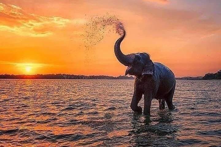 Private Udawalawe Safari: Elephant Encounters and Off-Road Jeep Tours photo 3
