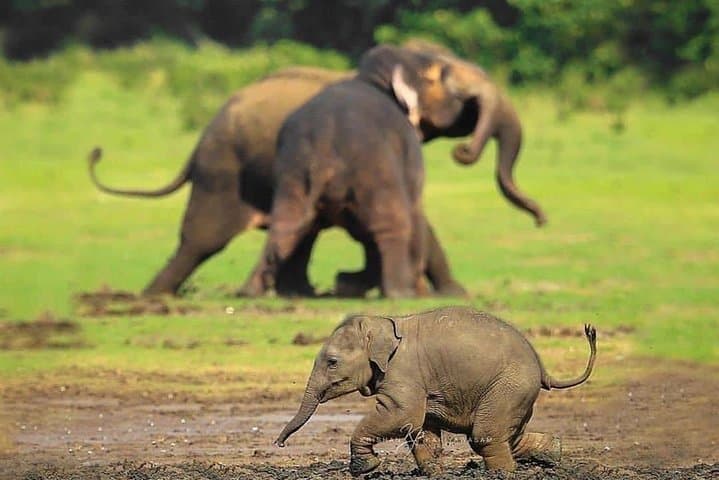 Private Udawalawe Safari: Elephant Encounters and Off-Road Jeep Tours photo 4