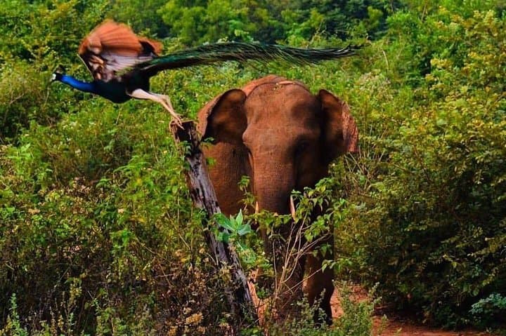 Private Udawalawe Safari: Elephant Encounters and Off-Road Jeep Tours photo 5