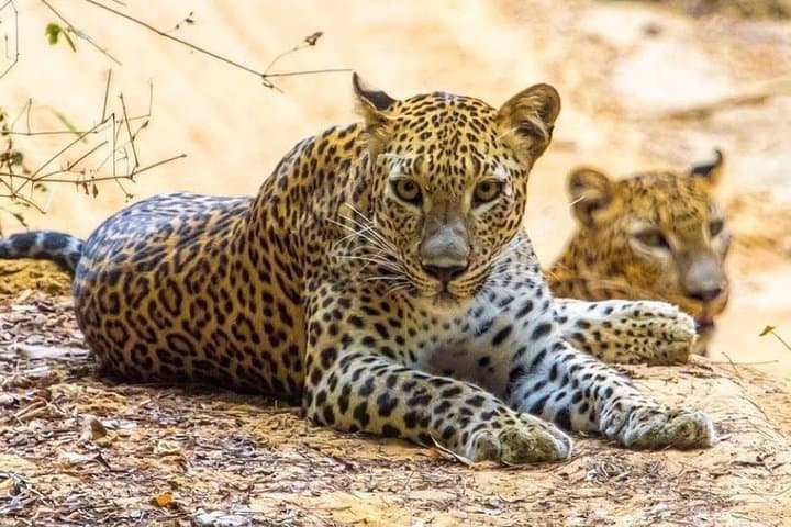 Private Udawalawe Safari: Elephant Encounters and Off-Road Jeep Tours photo 6