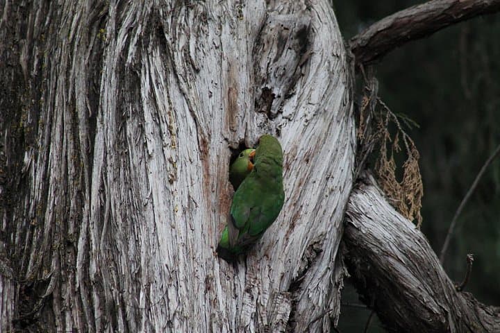 Day Hike Around Lalibela: Gelada Baboons, Hudade Lodge & Asheton Maryam