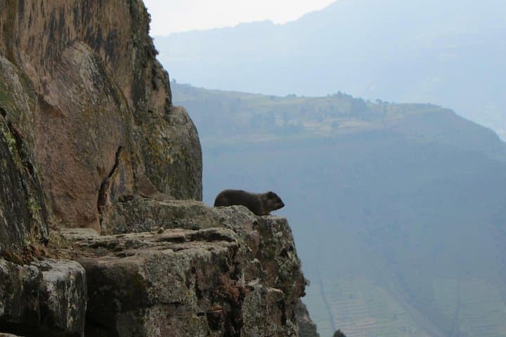 Day Hike Around Lalibela: Gelada Baboons, Hudade Lodge & Asheton Maryam photo 3