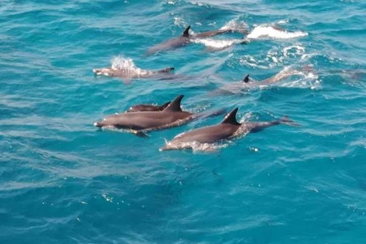 Hurghada Dolphin House: Half-Day Boat & Snorkel Adventure in the Red Sea photo 3