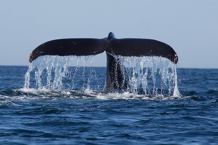 Giant Loop Cruise Mirissa: Private Whale-Watching Yacht Tour in Sri Lanka photo 4