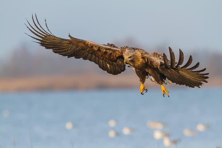 Canoe Birdwatching at Cape Vente: Paddle Into the Nemunas Delta’s Migratory Highways photo 3
