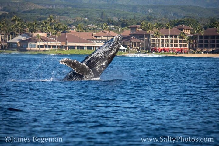 Kauai South Side Zodiac Whale and Dolphin Adventure photo 5