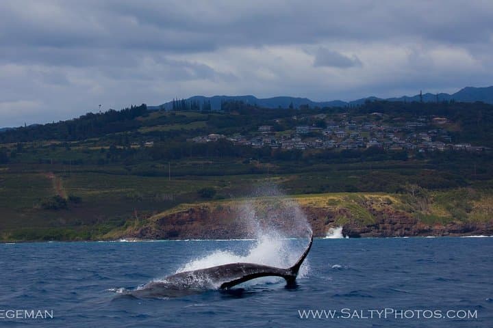 Kauai South Side Zodiac Whale and Dolphin Adventure photo 4