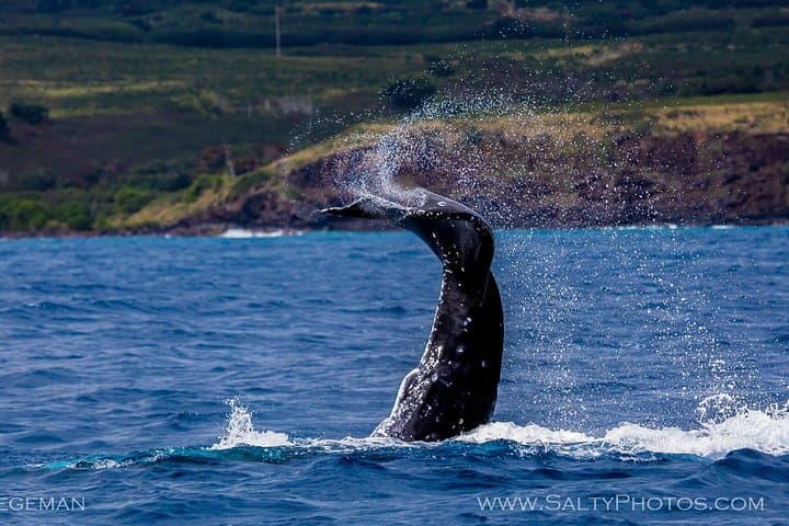 Kauai South Side Zodiac Whale and Dolphin Adventure photo 6
