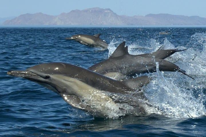 Kauai South Side Zodiac Whale and Dolphin Adventure