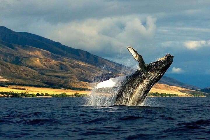 Kauai South Side Zodiac Whale and Dolphin Adventure photo 2