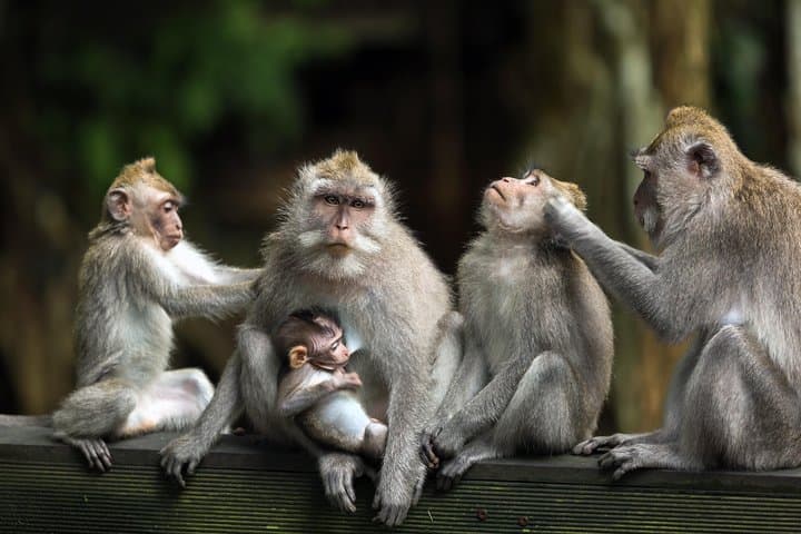 Ubud Full-Day Tour: Monkey Forest, Tegalalang & Tukad Cepung Waterfall photo 3