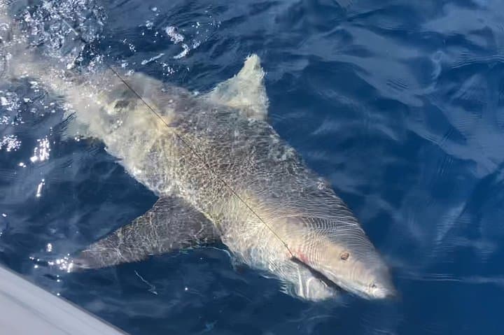 Marathon Reef Fishing Charters: Florida Keys Half-Day Sportfishing Adventure photo 3