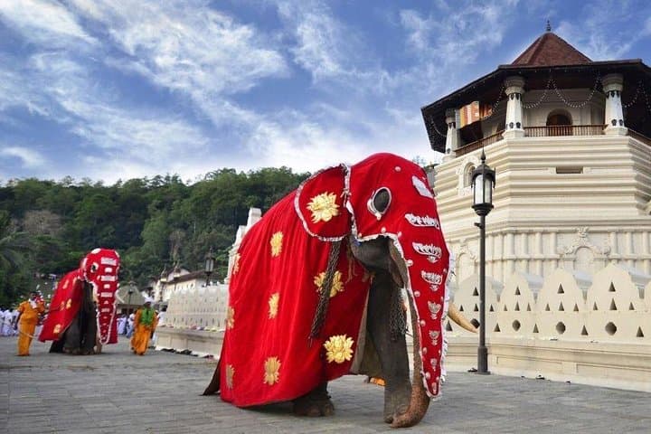 Kandy Private Day Tour from Colombo: Temple, Tea Gardens & Udawatta Kele