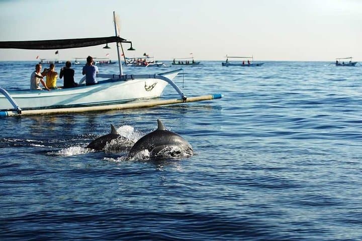 Lovina Dolphin Discovery: Ethical Wild Dolphin Watching in North Bali