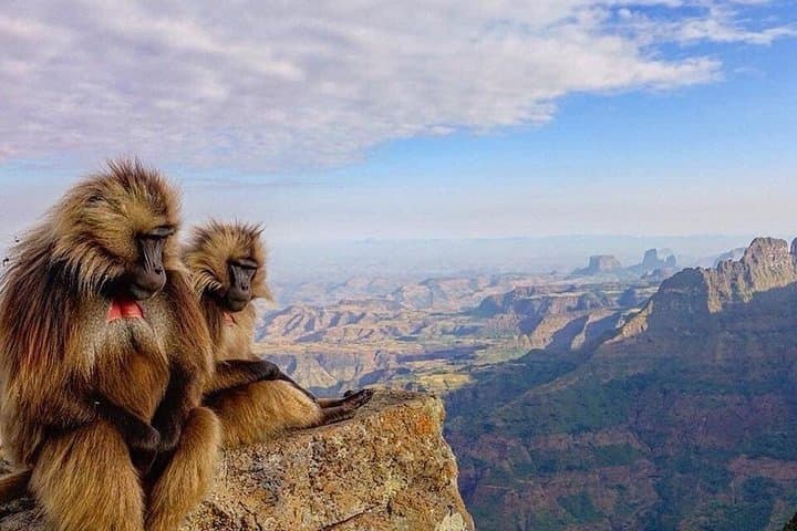 12-Day Simien Mountains Trek: Ras Dashen Summit, Geladas & Village Camps photo 1