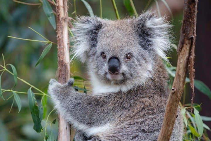 Private Great Ocean Road Tour and 12 Apostles: Wildlife & Coastal Highlights photo 4