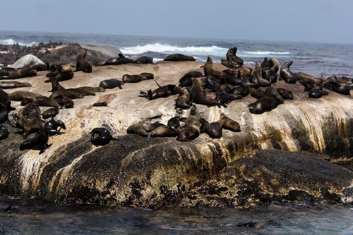Peninsula Tour Cape Town: Cape Point, Chapman's Peak & Boulders Penguin Colony photo 5