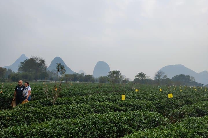 Half-Day Guilin Tour: Reed Flute Cave & Yao Mountain Tea Plantation