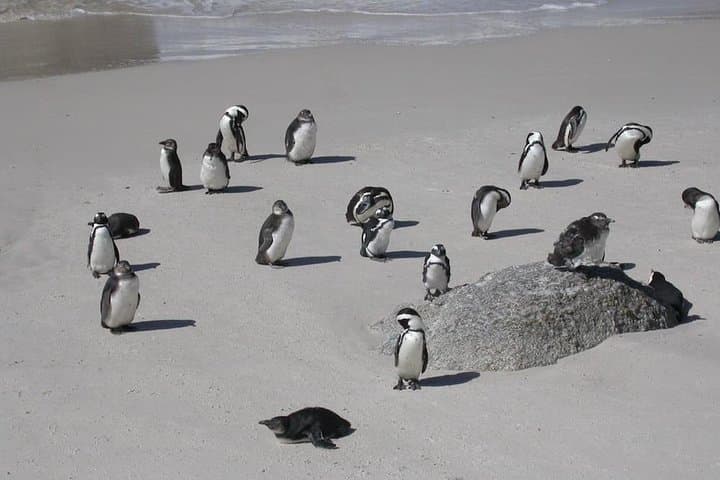 Cape Town 3-Day Cobra Car Ride, Cape Point & Stellenbosch Wine Tasting photo 5