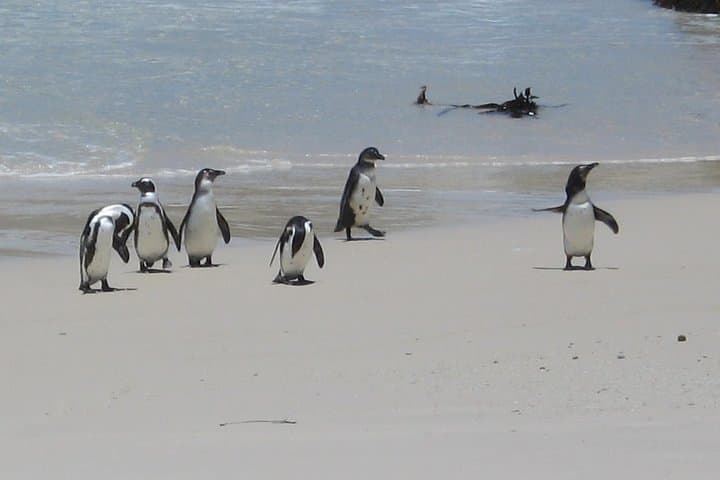 cape-town-3-day-helicopter-cape-peninsula-winelands-tour photo 6