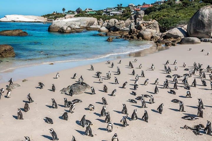 Cape Town 3-Day: Crocodile Cage Dive, Cape Point Drive & Winelands Tasting photo 3