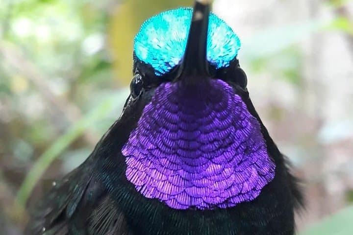 Monteverde Cloud Forest Hike: Guided Walk for Birding & Quetzal Viewing photo 4