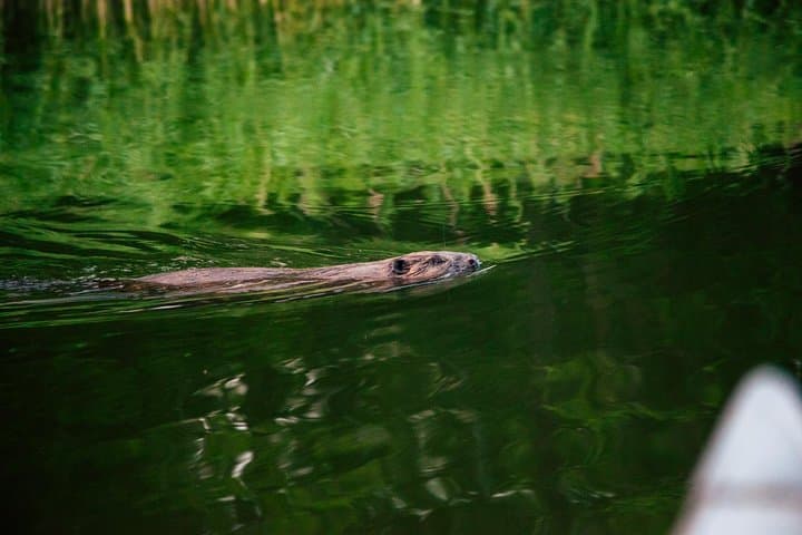 Paddle Bogesund: Canoe Adventure in the Stockholm Archipelago photo 6