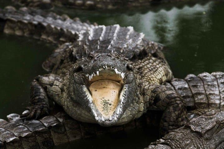 Cape Town 3-Day: Crocodile Cage Dive, Cape Point Drive & Winelands Tasting photo 6