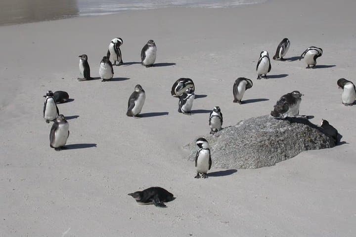 Cape Town 3-Day: Crocodile Cage Dive, Cape Point Drive & Winelands Tasting photo 5