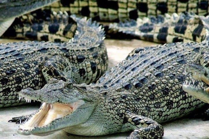 Cape Town 3-Day: Crocodile Cage Dive, Cape Point Drive & Winelands Tasting
