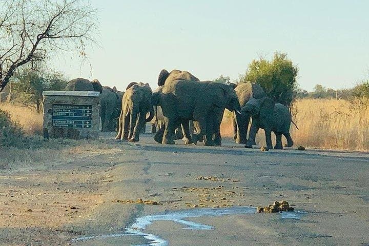 Big-5-Pilanesberg-Safari-Day-Trip-from-Johannesburg photo 4