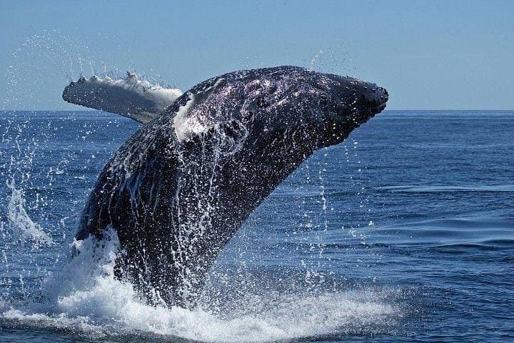 Hermanus Whale Route Private Day Tour from Cape Town photo 2