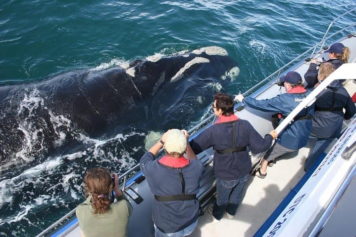 Hermanus Whale Route Private Day Tour from Cape Town photo 3