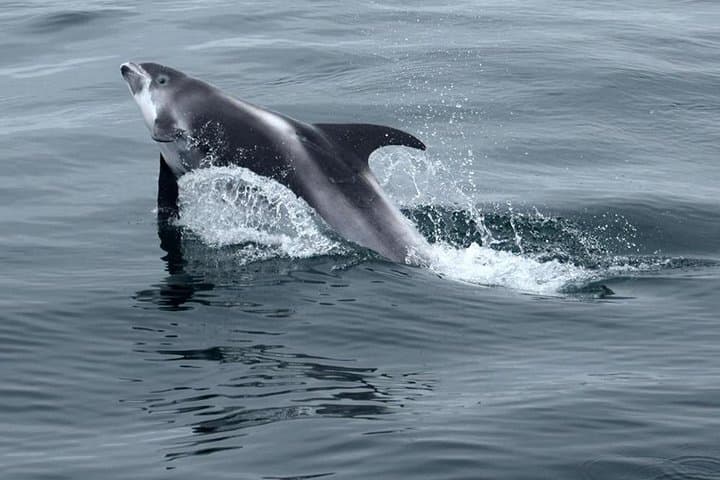 Hermanus Whale Route Private Day Tour from Cape Town photo 4