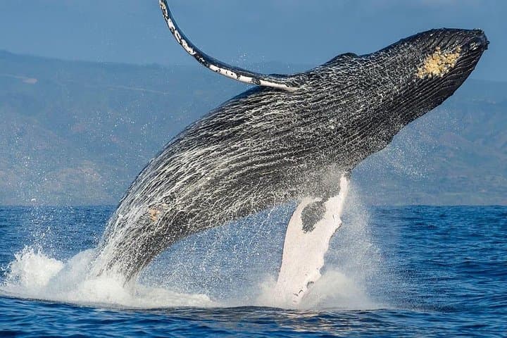 Hermanus Whale Route Private Day Tour from Cape Town photo 5
