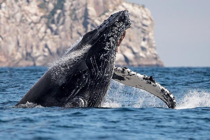Hermanus Whale Route Private Day Tour from Cape Town photo 6