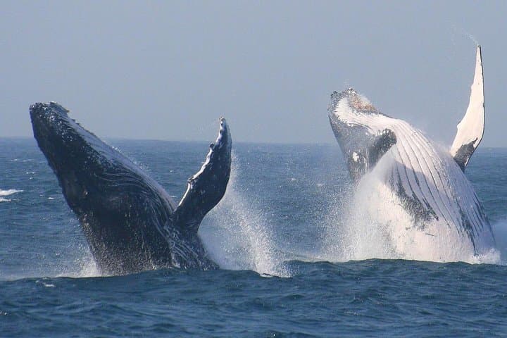 Hermanus Whale Route Private Day Tour from Cape Town