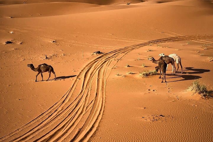 Marrakech to Erg Chebbi: 4-Day Sahara Adventure via Ait Ben Haddou & Dades photo 2
