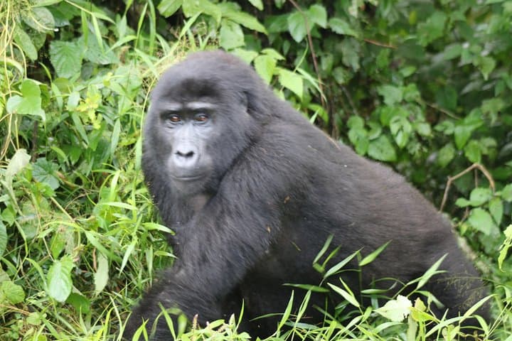 4-Day Gorillas, Chimpanzee Trek & Wildlife Safari from Kampala to Kigali photo 4