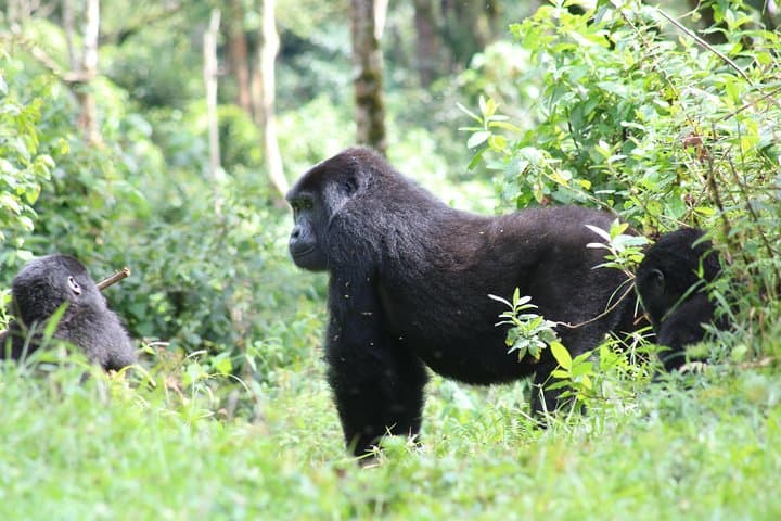 Sunrise & Sunset Canoeing on Lake Mutanda — Virunga Views and Wetland Wildlife photo 4