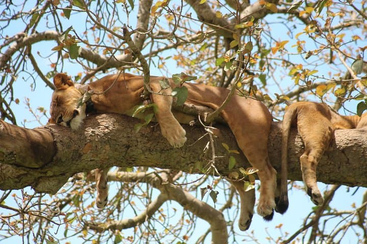 16-Day Uganda Wildlife Safari via Jinja — Gorillas, Chimps & Nile Rafting photo 1