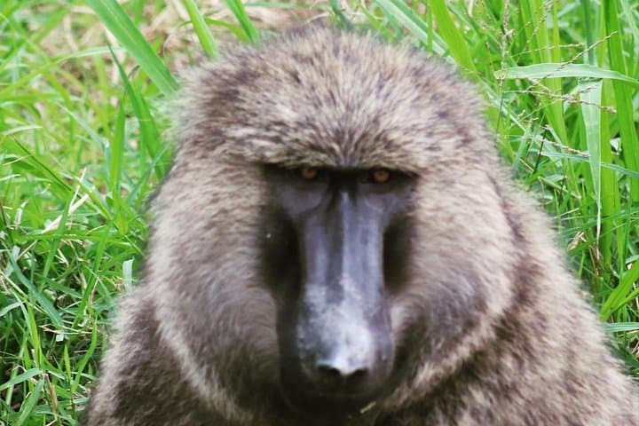 4-Day Gorillas, Chimpanzee Trek & Wildlife Safari from Kampala to Kigali photo 2