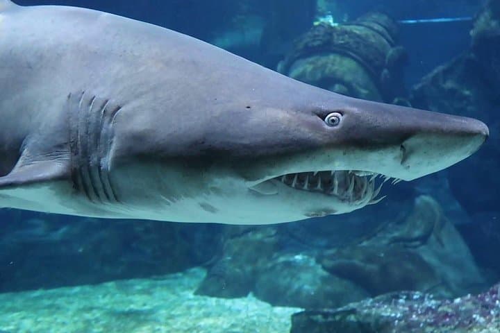 Inside SEA LIFE Bangkok Ocean World: Siam Paragon’s Giant Aquarium Guide photo 3